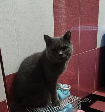 Другие животные: Британская — 4