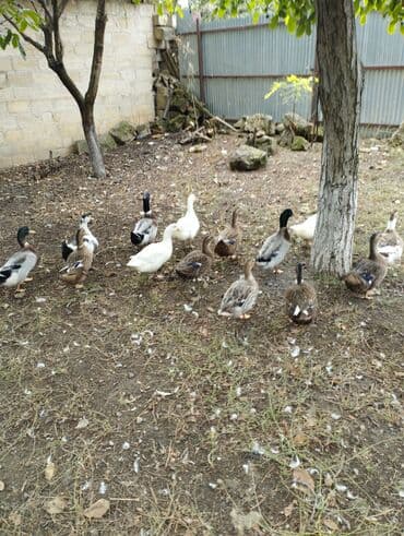 xacmazda satilan inekler: Satışda ev quşları – ördək və qazlar Məhsulun təsviri: - Şəkillərdə — 2