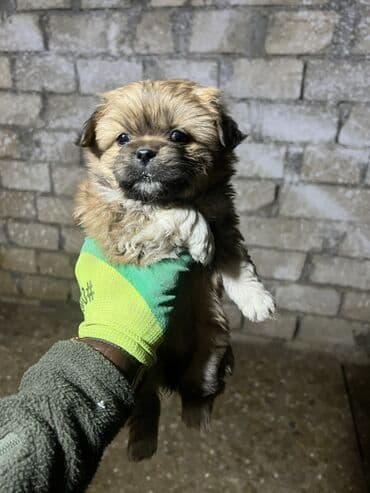 Alfa Romeo: Pekines — 4