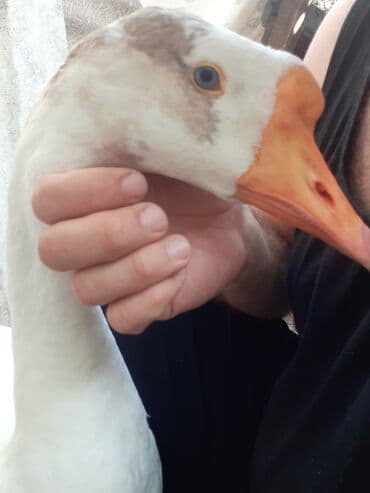 Dovşanlar: Dişi, Damazlıq — 2