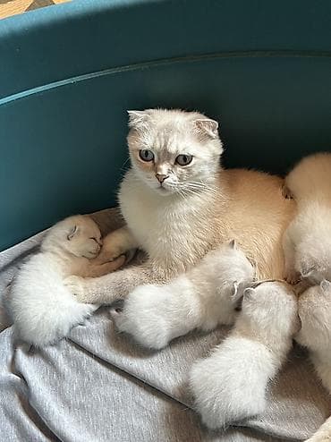 tuksuz pişik: Şotland, Erkək, Dişi, Ünvandan götürmə, Ödənişli çatdırılma — 5
