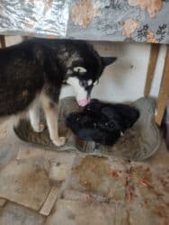 Gəmiricilər: Xaski, Erkek — 1