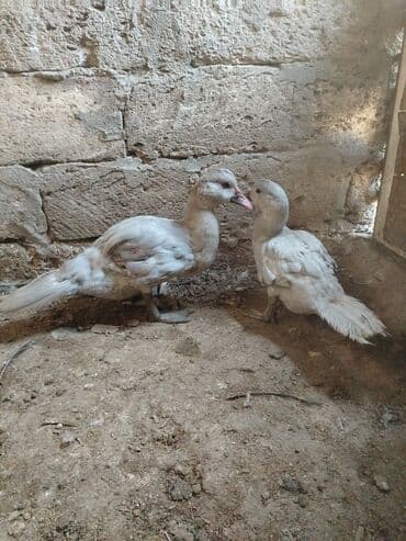 lal ordəklərin satışı: Məhsul: Muskoviy ördəkləri (indianka) Təsvir: - salam bir cüt lavanda — 2