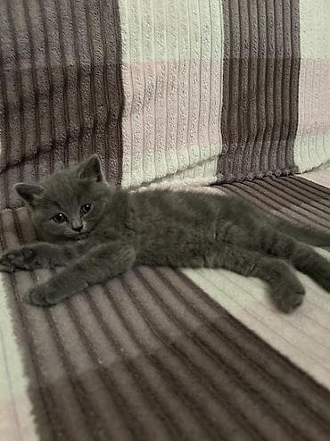 Britan, Dişi, Yaxşı əllərə — 3