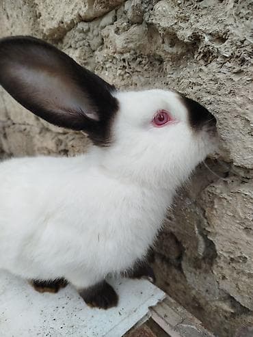 dovşan əti: Kalfor dovwanlar damazlig 🇦🇿 isdeyen olsa whatcapa yazsin — 7