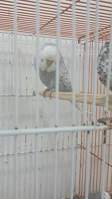 Digər quşlar: 3 ədəd erkək jumbo,12 ədəd jumbo çex qarışıq — 4