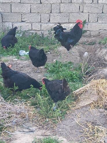 ataks cucələri: Toyuq cücələri, Damazlıq, Rayonlara çatdırılma, Ödənişli çatdırılma, Ünvandan götürmə — 5