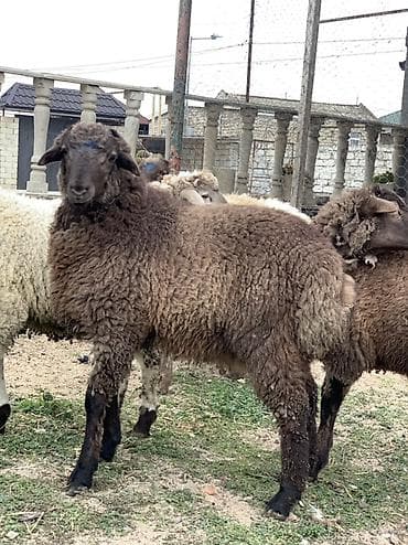 gucə sati̇şi̇: Erkəy quzular satılır super kök quyruğlu quzulardı 5 dənədi 5 də — 4