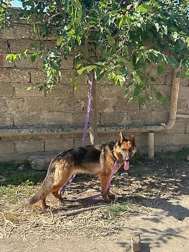 spaniel it: Alman çoban iti, 1 il, Dişi — 4