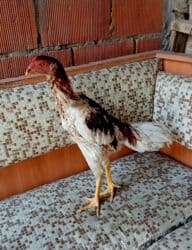 Inəklər, öküzlər: Xoruz, Yapon, il: 3, Pulsuz çatdırılma — 2