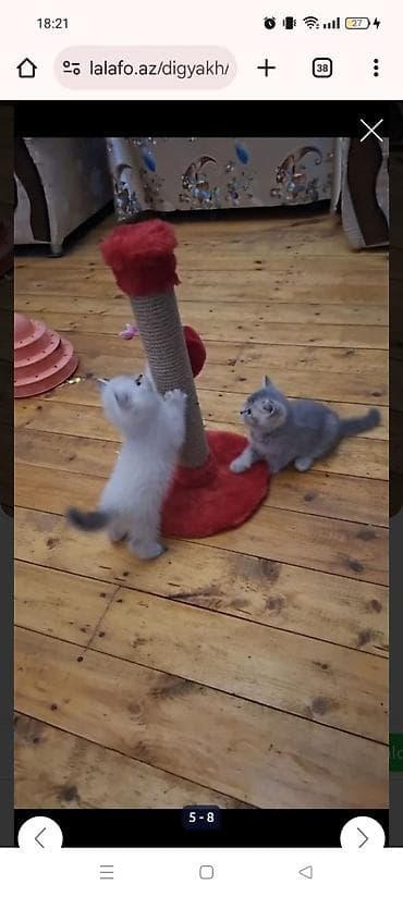 bengal pisik: Britan — 2