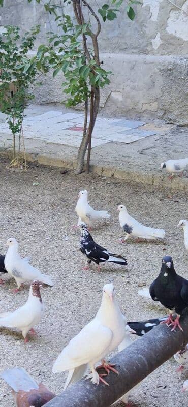 сколько стоит щенок акита ину: Göyərçin satılır. 250 azn — 2