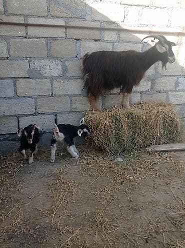 inek sagan aparat qiymeti: Ikinci qarına doğub ekizdi ballar disidi — 2