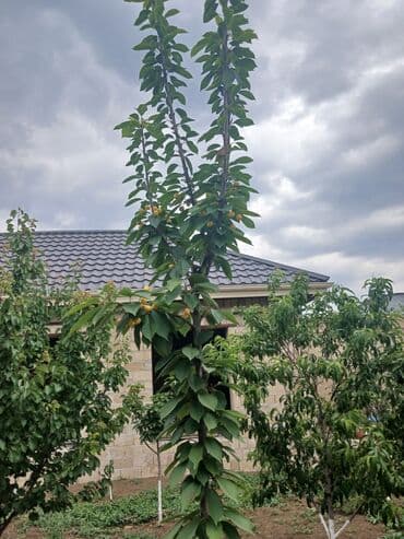 дешевые дачи в баку аренда: Gəncə, 610 kv. m, 6 otaqlı, Hovuzsuz, Kanalizasiya — 33