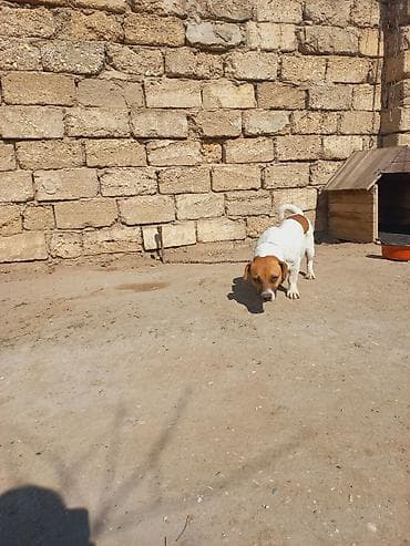 it sahiblendirme: Cek rassel teryer, 2 il, Dişi — 4