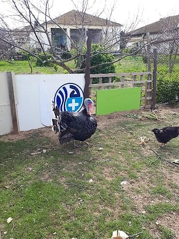 Qaz: Erkək, Damazlıq — 1