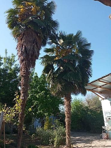 Dekorativ palma ağacları – Trachycarpus fortunei (yelpik yarpaqlı