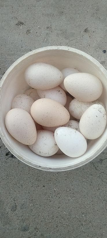 Quru meyvələr: Tam cins mayali Yumurtalardi Sekilde ki Erkek hindisqanin Mayali — 2