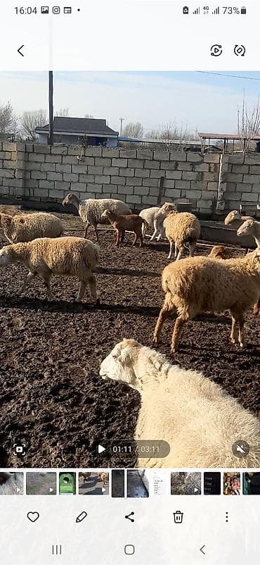 Qoyun sürüsü satılır - Növlər: yerli xallı/qarayaruq tipli ana