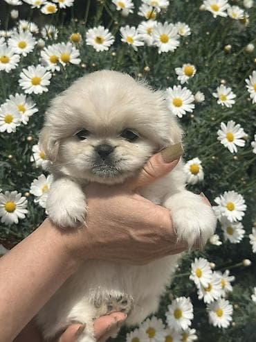 husky balası: Pekines, 1 ay, Erkek, Sənədli — 3