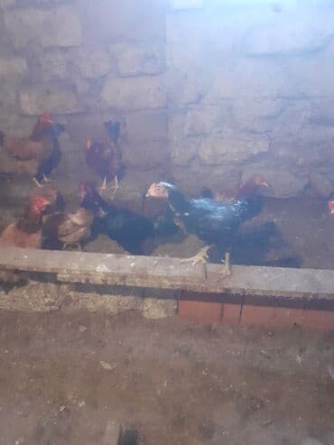 Akvarium aksessuar və ləvazimatları: Xoruz, Heyratı, il: 4, Ünvandan götürmə — 4