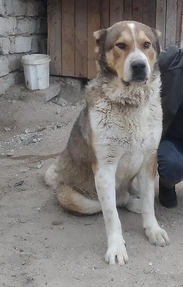 afçarka itlər: Qurdbasar, 1 il, Erkek, Cütləşmə üçün, Ünvandan götürmə — 7