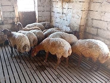 ev heyvanı satışı: Qala qoyunları qiymət 420 manat 13 ədəd var telefon 050-576-17-50 — 2