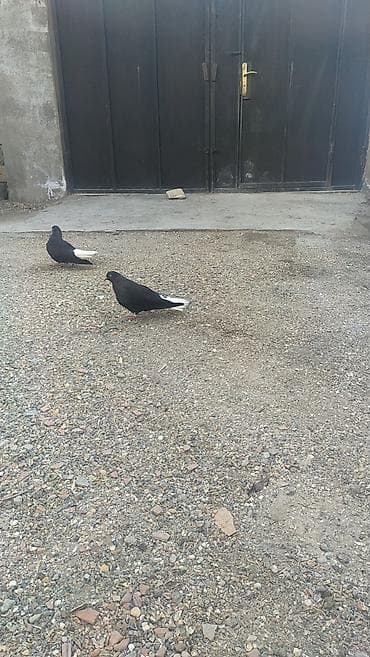 Temiz qara agquyruqlar hazir cutduler — 1