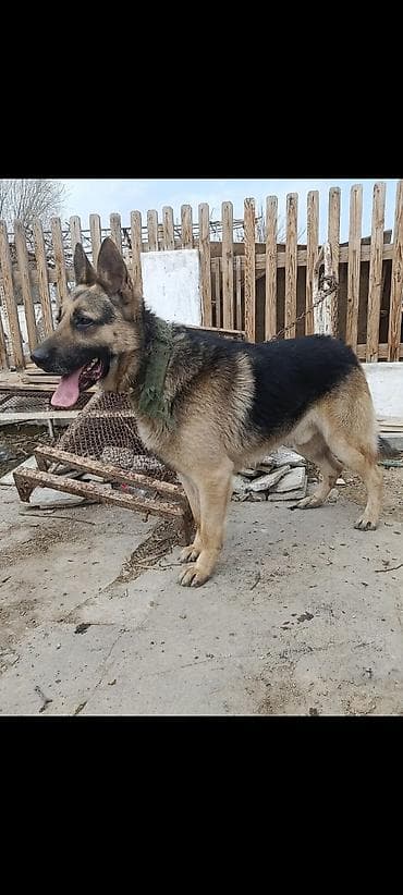 etibarli əllərə verilir: Alman çoban iti, Erkek — 5