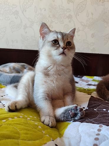 sinsila pisik: Şotland, Erkək, Dişi, Ünvandan götürmə — 6