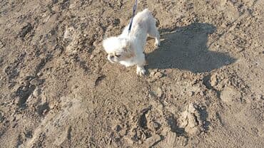 it qiz: Pekines — 4