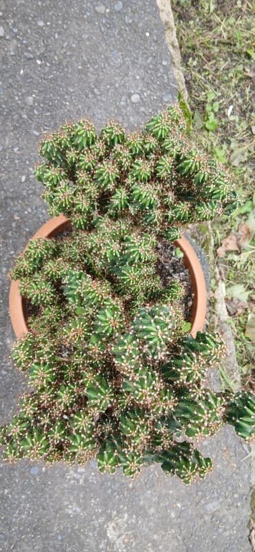 Növ: Süs kaktusu (çoxgövdəli, xırda tikanlı) Qabı: Tond rəngli lalafo.az -da Növ: Süs kaktusu (çoxgövdəli, xırda tikanlı) Qabı: Tond rəngli