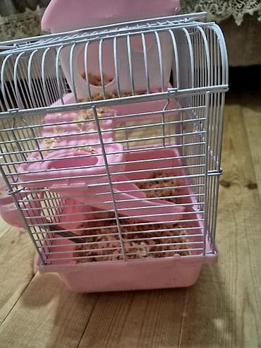 heyvanlar: Hamster Satilir qefes qarisig 25azn — 3
