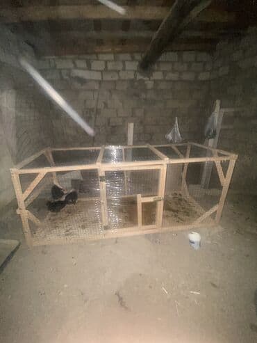 quş yuvalari: 2 nin 80 da — 4