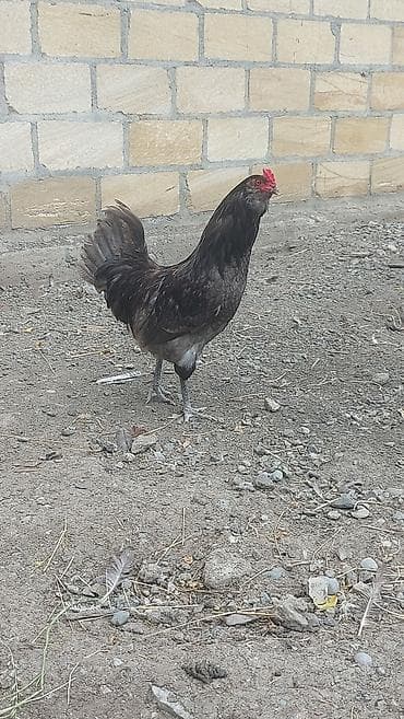 kənd toyuğu: Toyuq, Damazlıq — 1