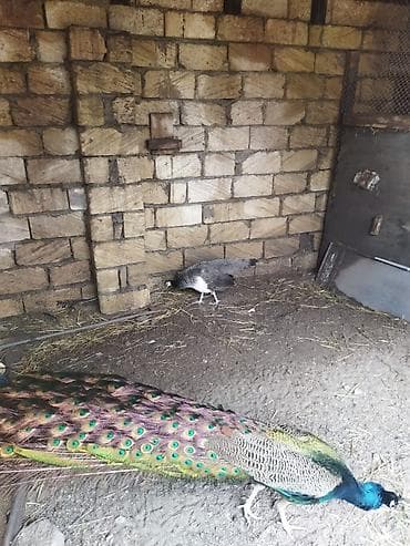 qaşqaldaq quşu: Məhsul: Hind tovusu (taclı tovuz quşu), erkək dişi cüt satılır — 5