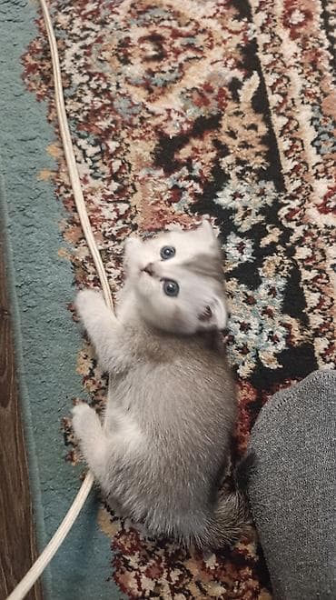 xacmaz heyvan bazari: Şotland yastı qulaq — 6