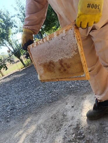 котята в добрые руки бесплатно: Salam Təmiz bal 🍯 satılır çatdırılma var ✅ ünvan Lənkərandı — 2