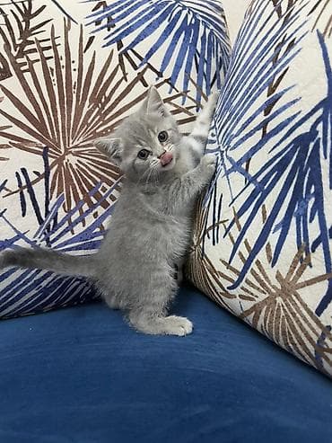 Gəmiricilər: Fars — 7