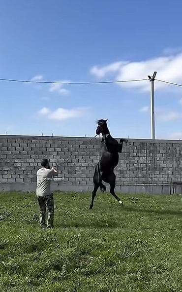 Cins atdır qarabağ atı 2.80 sm boyu Qara Şivə atdır dişidir yanında