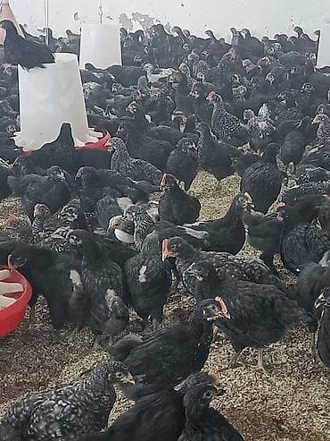 toyuq bazari: Salam 45 günlük Xarkov çolpalari Bütün iynə dərmanları hamısı olunub — 3
