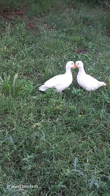 zoo mağaza sumqayıt: Kalduk ördək cavan damazlıq cutu 80m Bart er yoxdu çatdırmaq olar — 3