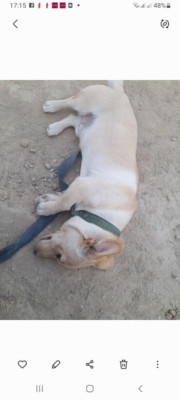 собака отдам в хорошие руки: 2 года, Самец, Самовывоз — 5