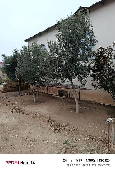 avakado agaci: Zeytun ağacları – həyət/bağ üçün dekorativ və məhsuldar əkiləcək — 1