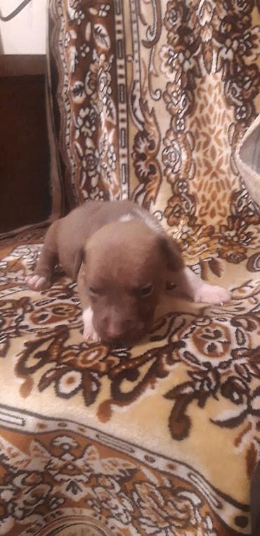 ağ haski: Pitbul — 3