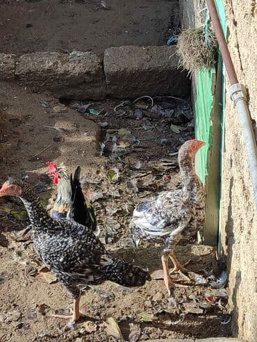 sultan toyuqları: Toyuq, Damazlıq, Ünvandan götürmə — 3