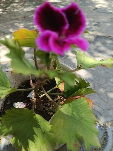 Pelargonium (qızılqabaq/geranium) saksı gülləri 4 AZN, geranlar 3 azn