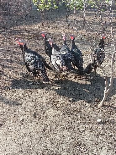 etlik inek cinsleri: Erkək, Ətlik — 3