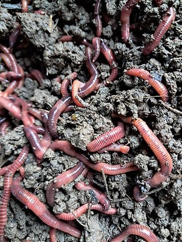 Buket güllər: Məhsul: Torpaq qurdları (vermiculture üçün) Təsvir: - Bağ və — 1
