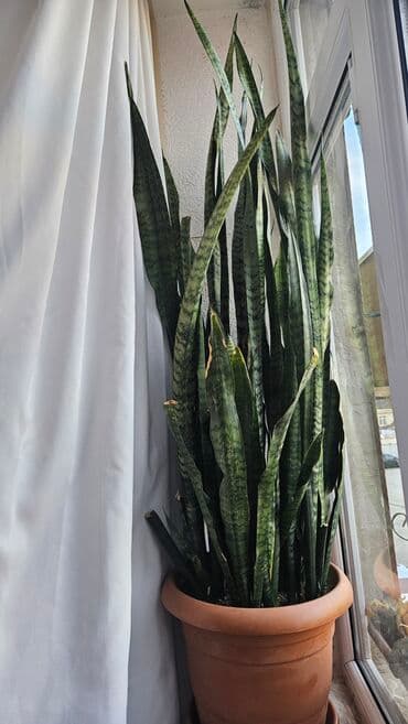 Peyğəmbər qılıncı gülü. Müsbət auralı, ruzi-bərəkət bitgisidir